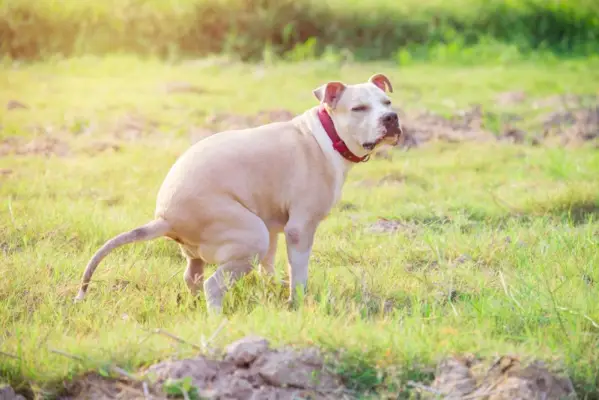 chien pitbull qui fait caca sur l'herbe