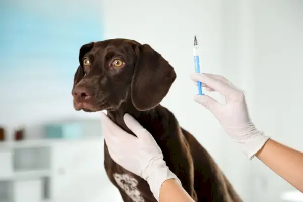 Vétérinaire professionnel vaccinant un chien en clinique