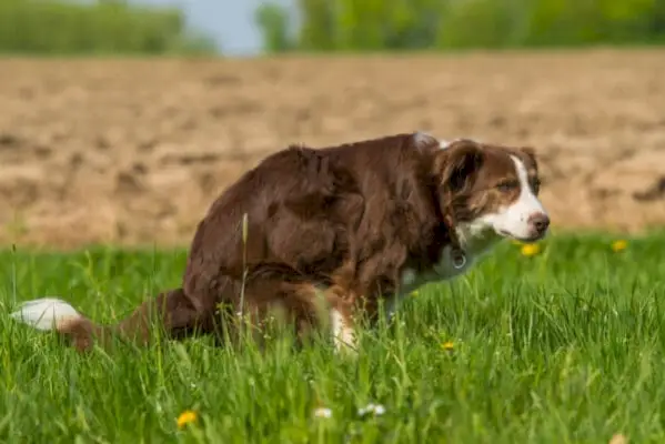 chien qui fait caca dans le pré