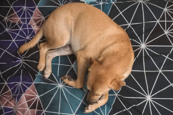 כלב חולה שוכב