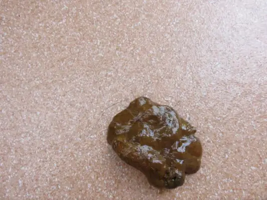 Cacca di cane con muco umido