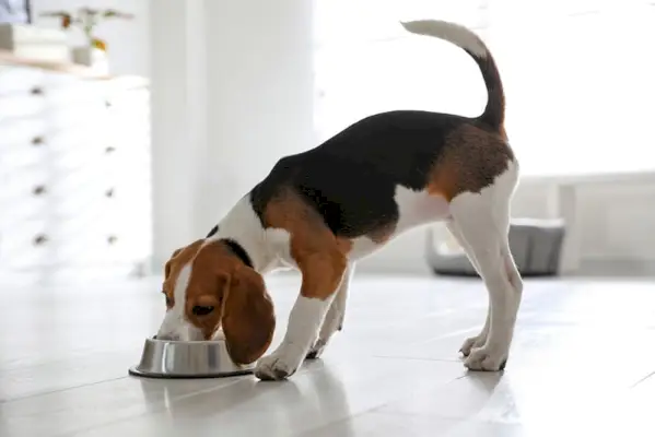Cucciolo sveglio del Beagle che mangia