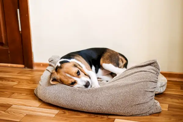 cane beagle malato triste sul letto