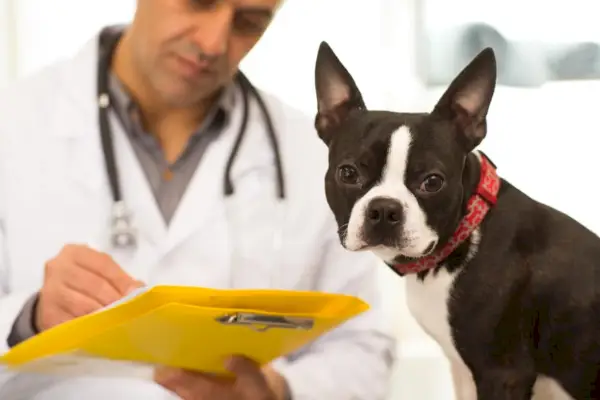 cane e veterinario Boston Terrier