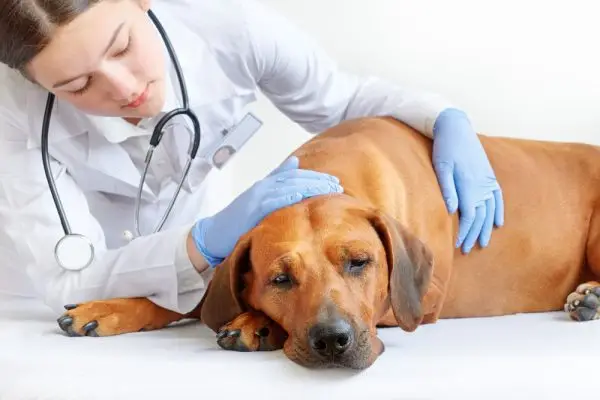 Veterinarijos patelė apžiūri sergantį ir liūdną Rodezijos ridžbeką
