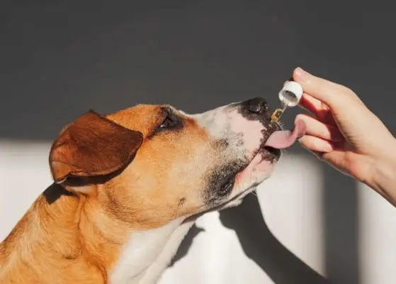 šuo vartoja CBD aliejų