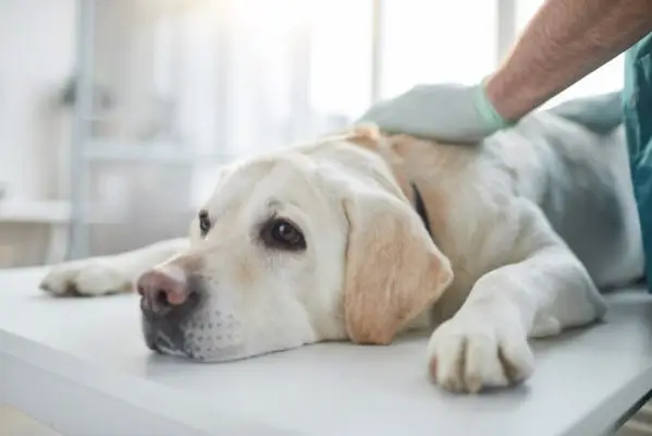 7 signes que el vostre gos amb diabetis està morint i què cal tenir en compte (resposta del veterinari)