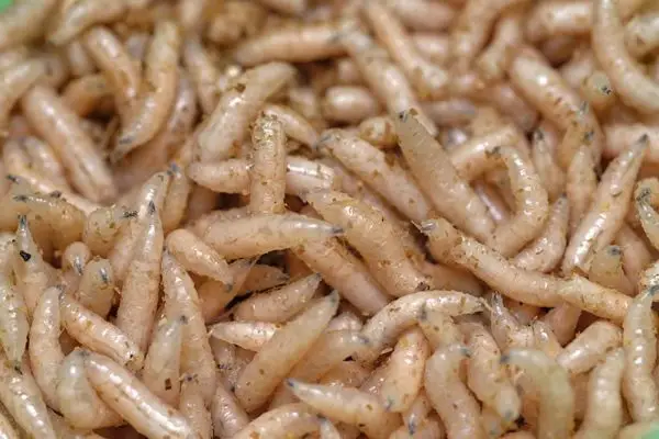 קופסה עם פיתיון חי לדיג - רימות