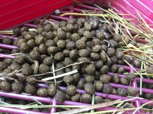 nyúl kakil tele az alomdobozban