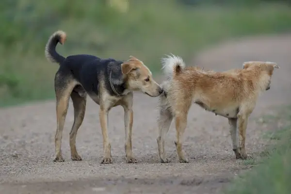 куче, което души, готово за чифтосване