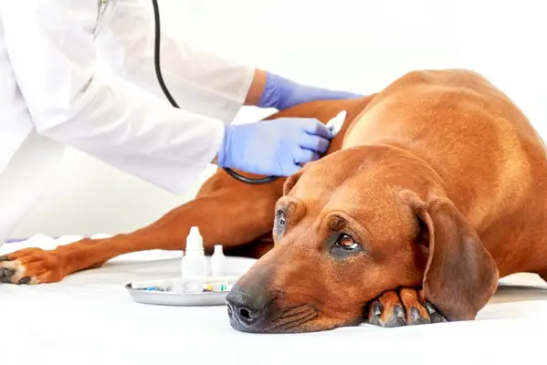 Rodézsky ridgeback pes chorý na veterinára