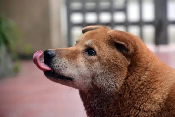 공기를 핥는 개? 해야 할 일에 대한 13가지 이유 및 수의사의 조언