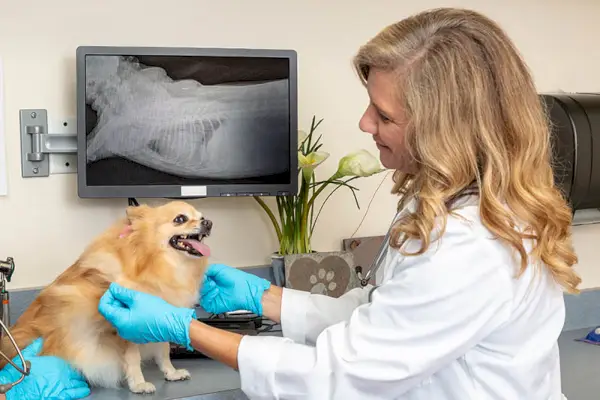 Veterinární lékař zkoumá pomeranian pes s rentgenem