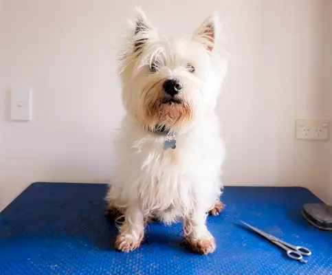 Scruffy murdar West Highland White Terrier câine Westie pe masa de îngrijire cu foarfece