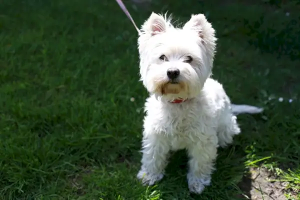 West Highland White Terrier stând în iarbă
