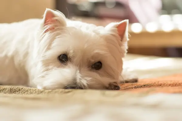 Câine West Highland White Terrier trist
