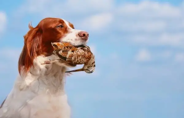 犬がヤマシギを抱く