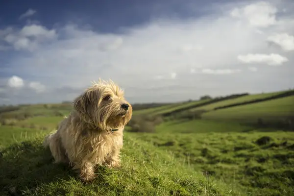 The Norfolk Terrier looking out over the hills. 