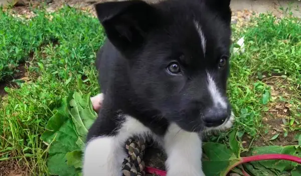 Karelian Bear Dog puppy