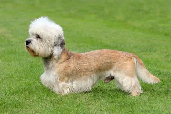 Dandinmont Terrier