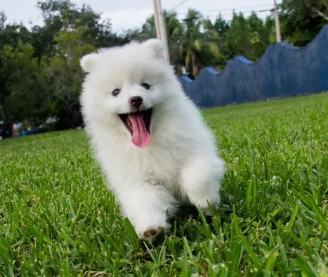 Little fluffy white Eskie puppy running through the grass toward the camera