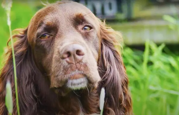 French Spaniel wants cake
