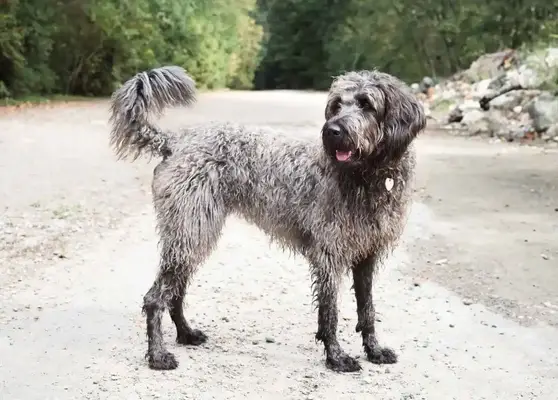A grey Labradoodle pants happily near the bank of a stream. Her paws and coat are wet from playing in the water on the summer day.