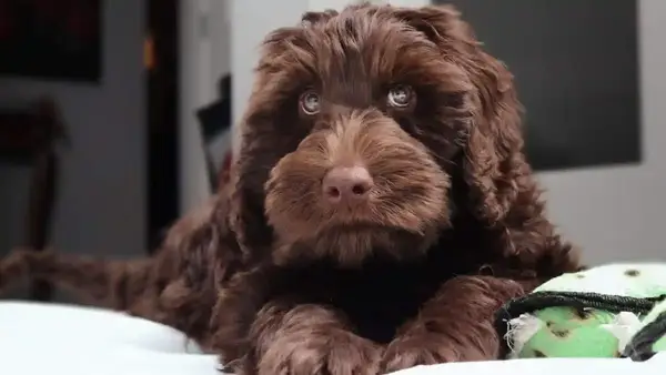 Fluffy brown Labradoodle puppy dog with stunning eyes, looks similar to DJ Kygo