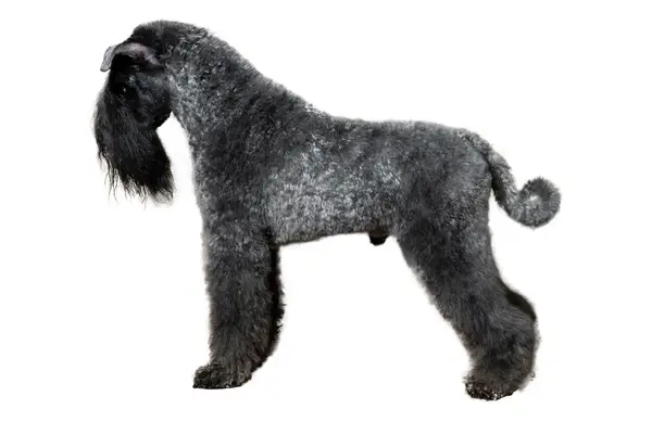 Kelly Blue Terrier