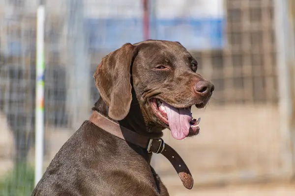 Close-up of a brown Pointer with his tongue hanging out.