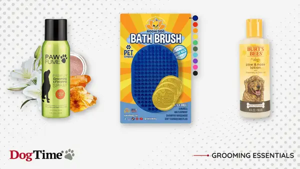 Schnoodle puppy sitting on an oversized dog bone.