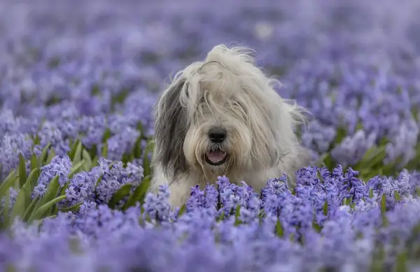 Portrait of an Old English Sheepddog amidst purple flowers on field in Texel, Netherlands.