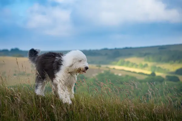 English Sheepdog walking on hillside