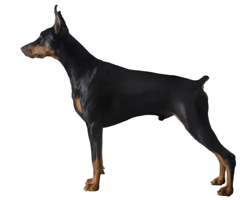 Sleek Powerful Black Male Doberman Pinscher Standing Stacked, White Background.