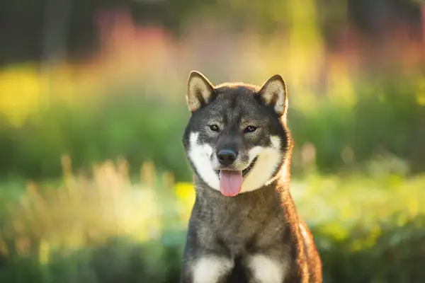 Close-up portrait of cute and beautiful Japanese dog breed Shikoku sitting in the park in summer. Shikoku dog is sitting outside at sunset