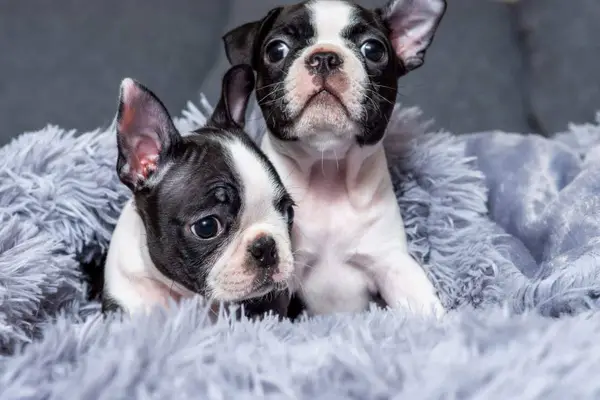 Boston Terrier