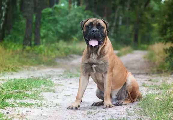 bullmastiff sitting in pathway