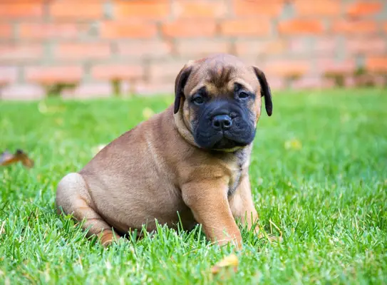 Bullmastiff