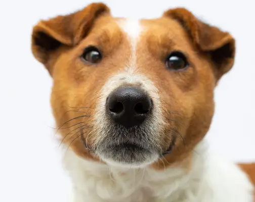portrait of a purebred smooth fox terrier in front of white background dog