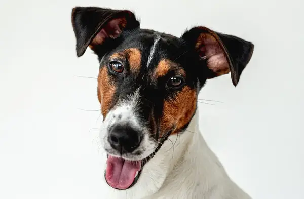 Portrait of Smooth Fox Terrier dog on white wall background