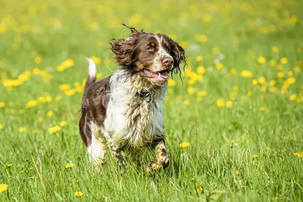 english springer spaniel running in a meadow