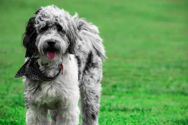A black and white Aussiedoodle dog wearing a bandana standing alone in a patch of new green grass