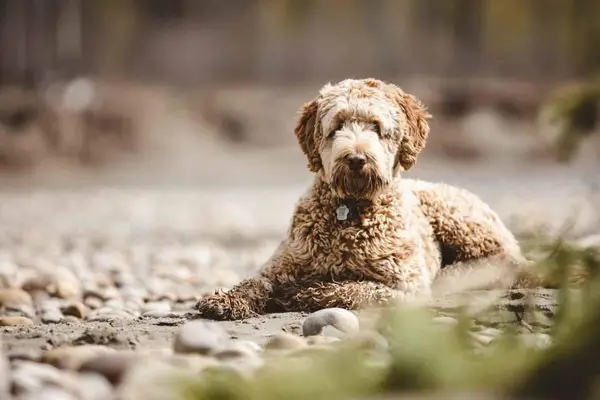 A tan colored Aussiedoodle sits on a rocky beach looking a the camera.