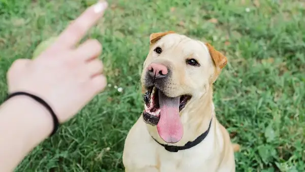 Closeup of dog owner