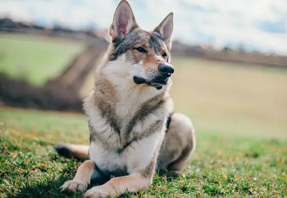 A tamaskan dog sitting in the garden during daytime