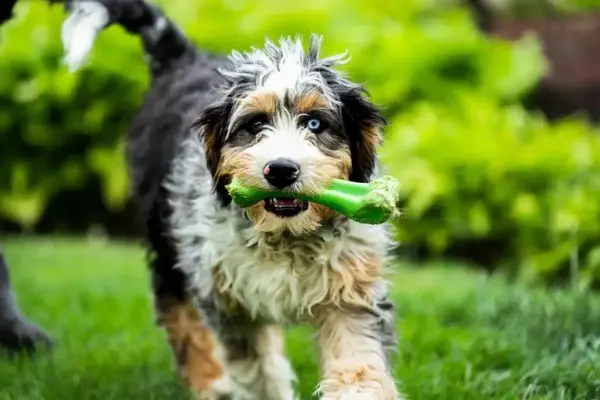 An adorable mixed-color Bernedoodle carrying a green chew bone.