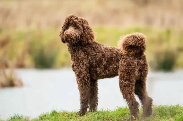 A brown Bernedoodle stands on a grassy field