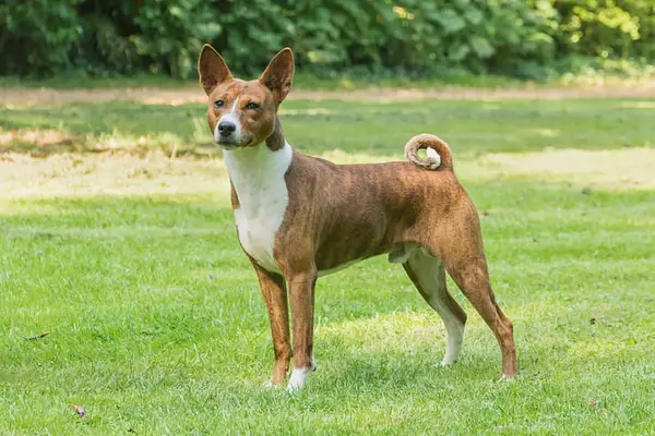 White and tan Canaan dog standing in a field.