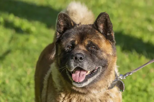 Courageous American Akita dog,related to Japanese Akita Inu