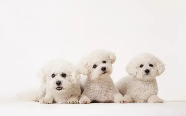 three small white Bichons sitting against a studio backdrop